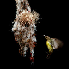 olive back sunbird approach for landing to hanging nest against black background