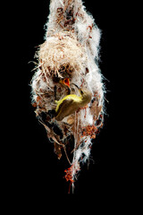 male sunbird feeding insect to baby in her nest , commond name of sunbrid is Olive-backed sunbird, Yellow-bellied sunbird