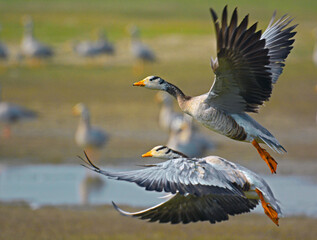 Bar headed geese 