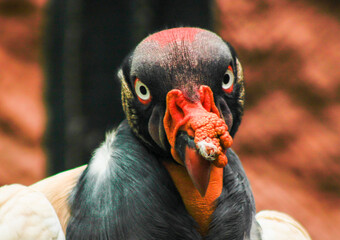 red billed hornbill
