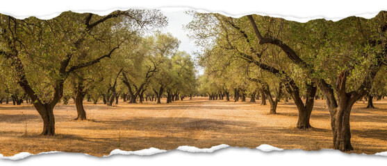 Creative picture of olive tree. Vintage design, natural background