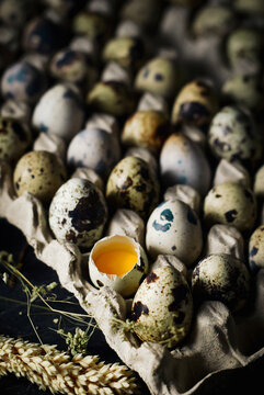 raw quail eggs in egg trays cardboard on dark and texture background. one egg are broken. fresh raw quail eggs in package for sale.