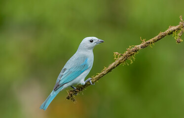 The blue-gray tanager is a medium-sized South American songbird of the tanager family Thraupidae.