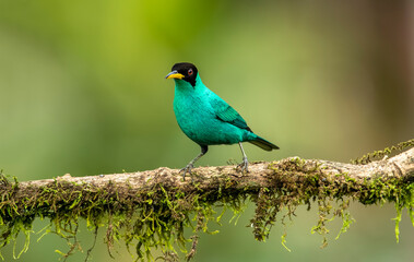 The green wasp is a small bird from the tanager family. It is found in the tropical New World from southern Mexico to Brazil and Trinidad. It is the only member of the genus Chlorophanes.