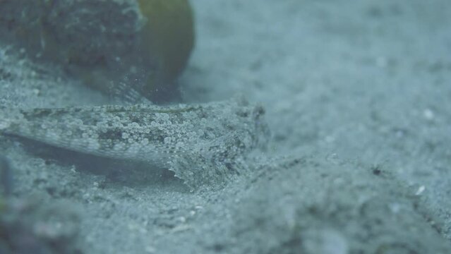 Finger dragonet fish walking on sandy bottom in sea