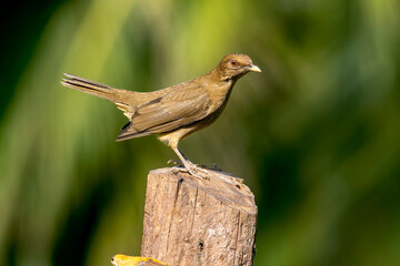 The clay-colored thrush is a common Central American bird of the thrush family. Known as the Yigüirro, it is the national bird of Costa Rica. Other common names include clay-colored robin.
