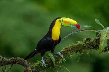 Abwaschbare Fototapete Tukan The chestnut-jawed toucan or Swainson's toucan is a subspecies of the yellow-throated toucan that breeds from eastern Honduras to northern Colombia and western Ecuador.