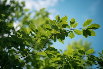 leaves of a tree against a vibrant blue sky 
