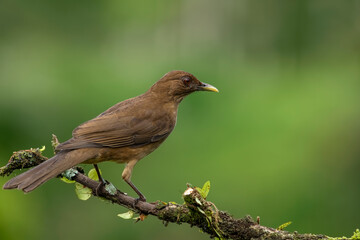 The clay-colored thrush is a common Central American bird of the thrush family. Known as the Yigüirro, it is the national bird of Costa Rica. Other common names include clay-colored robin.
