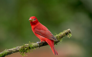 Summer tanger. The summer tanager is a medium-sized American songbird.