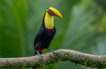 The chestnut-jawed toucan or Swainson's toucan is a subspecies of the yellow-throated toucan that breeds from eastern Honduras to northern Colombia and western Ecuador.