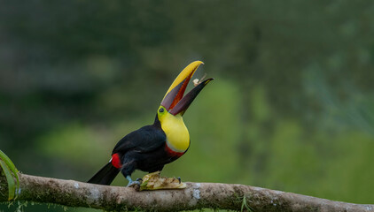 The chestnut-jawed toucan or Swainson's toucan is a subspecies of the yellow-throated toucan that breeds from eastern Honduras to northern Colombia and western Ecuador.