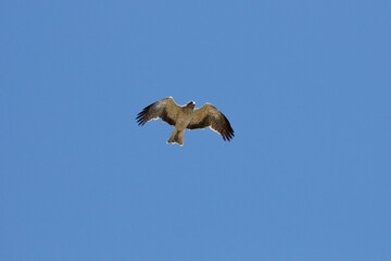 Aguila culebrera (Circaetus gallicus) suspendida en el cielo buscando presas para comen en el cielo azul de la Sierra de Mariola, Alcoy, España