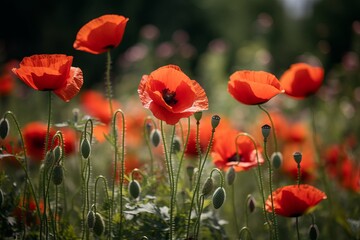 Fototapeta premium a vibrant field of red flowers with lush green stems 