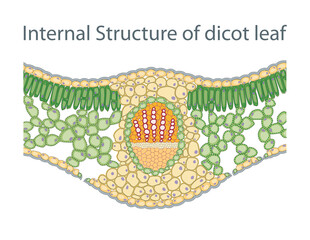 Internal Structure of dicot leaf