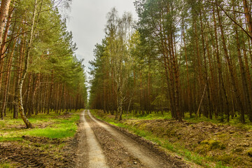 Fototapeta na wymiar dirt road in a pine forest