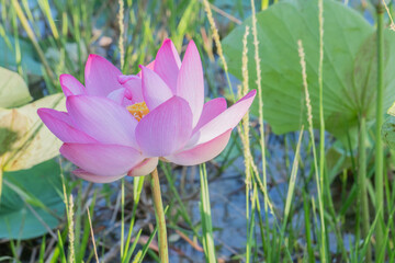 Beautiful lotus flower. The lotus flower in full bloom.
