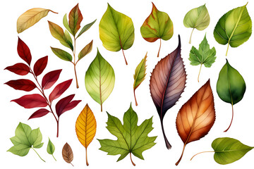 Obraz premium autumn leaf