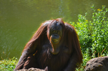 Smiling Orangutan © Jawaher