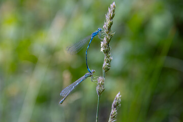 Azure damselflies mating, Coenagrion puella
