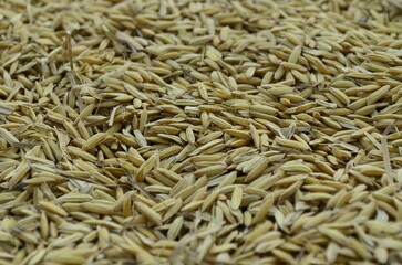 Unhulled rice seeds are dried in the sun to dry and processed into rice and ready to be cooked into rice for consumption