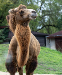 Smiling camel at the zoo.