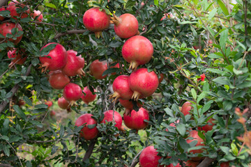 Ripe pomegranate fruits hanging on a tree branch in the garden, Sunset light