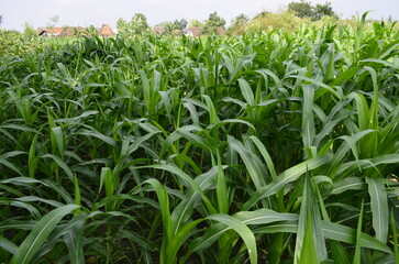Corn plants grow lush green in tropical Indonesia, this corn plant is 2 months old