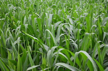Corn plants grow lush green in tropical Indonesia, this corn plant is 2 months old