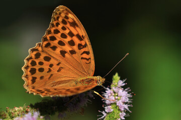 Fototapeta na wymiar Colorful butterfly on mint flower