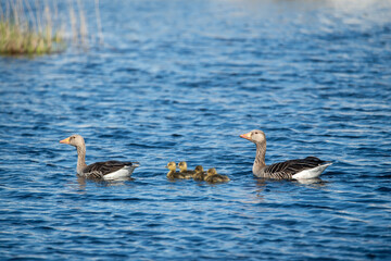 Two greylag geese, (Anser anser), swims in the lake together with their chicks. New bird life. Blue water background with copy space, place for text. 