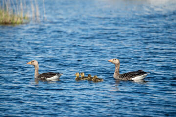 Two greylag geese, (Anser anser), swims in the lake together with their chicks. New bird life. Blue...