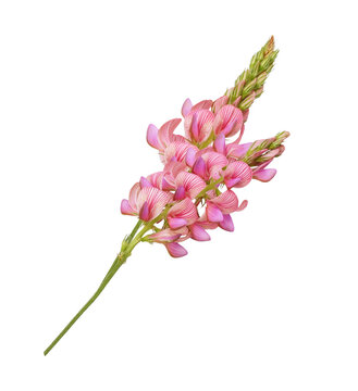 Pink flowers of onobrychis isolated on white or transparent background