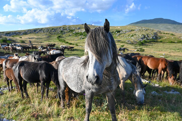 Group of a wild horses in nature. Herd of horses near Livno, Bosnia and Herzegovina. 