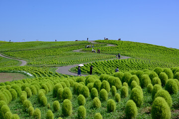 真夏の風景・一面のコキア