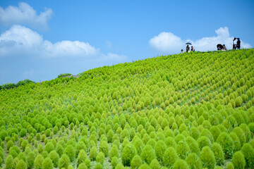 真夏の風景・一面のコキア
