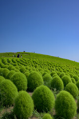 真夏の風景・一面のコキア
