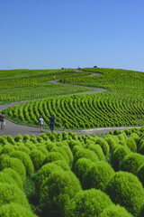 真夏の風景・一面のコキア