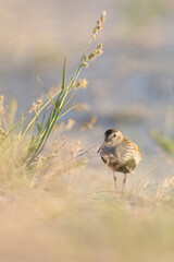 Wader or shorebird, dunlin (Calidris alpina) a small wader.