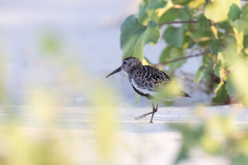 Wader or shorebird, dunlin (Calidris alpina) a small wader.