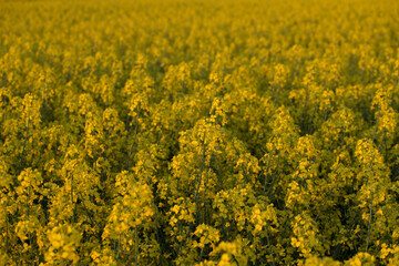 field of rapeseed