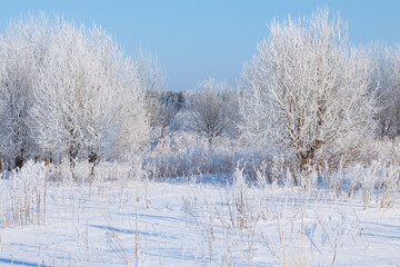 Winter tree in a field with blue sky