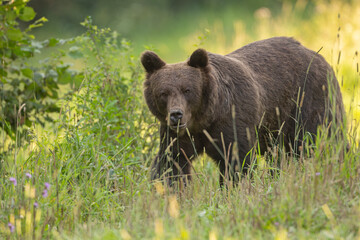 Niedźwiedź brunatny (Ursus arctos) © Grzegorz