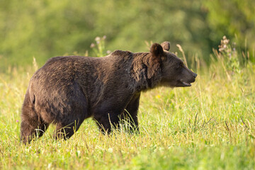 Niedźwiedź brunatny (Ursus arctos) © Grzegorz