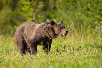 Niedźwiedź brunatny (Ursus arctos) - obrazy, fototapety, plakaty