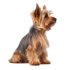 Sitting Yorkshire Terrier Dog Isolated on a Transparent Background