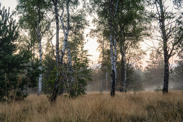 Fototapeta na wymiar Wschód słońca na polanie z brzozami