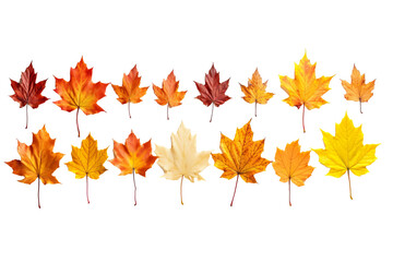 Naklejka na ściany i meble autumn colored fall leaves isolated on white background PNG