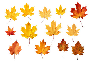 Obraz premium autumn colored fall leaves isolated on white background PNG