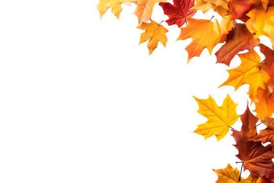 autumn colored fall leaves isolated on white background with copy space PNG